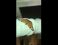 Butterfly on sleeve show its wing pattern