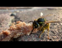 Macro close up wasp eat meat part 1