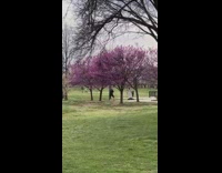 Woman dances under the violet trees at the park
