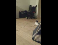Black cat chases laser pointer across floor 