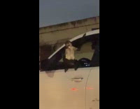 Monkey hanging from car in traffic
