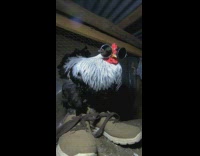 Chicken is dressed up in the coop