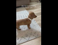 Collab BitchMP - Brown dog takes some time to react to chase ball