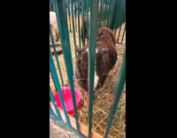 Sheep with sign that warns the people