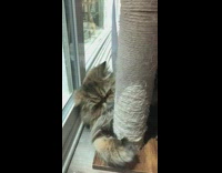 Cat plays with finger 