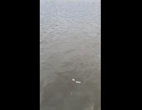 condoms floating in water next to ducks