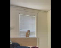 Collab BitchMP - Cat climbing the window  through blinds 