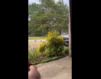 Five skunks in line run under car