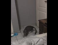 Cat plays fetch green hair tie bed