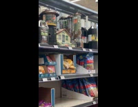 Pigeon shops for food inside the store
