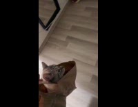 Submitter carries cat on reusable shopping bag