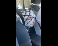 Dog pushes face on the car net