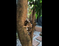 Cat caught climbing tree 
