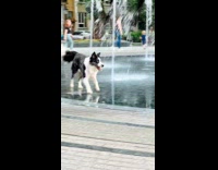 ClipsIG - Black and White Dog Runs Excitedly Around Ground Water Fountain Park
