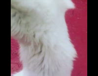 White cat jumps towards toy blue eyes