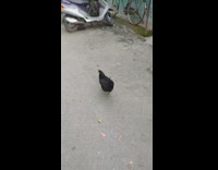 Black chicken walking on the road