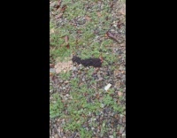 Clump of black worms on ground outside 