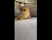 Fluffy cat sit on couch video edit