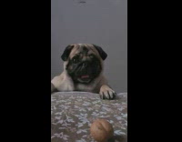 Pug stares at camera then barks 