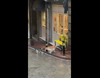 Grey white cat following orange white cross across street 