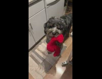 Dog trades red lobster for cactus toy 
