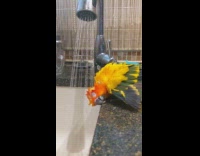 Yellow bird bath under sink faucet water