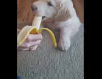 small brown puppy eating banana