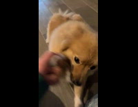 Dog excited to shake hands with owner