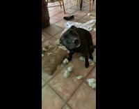 Black dog destroys pillow fluff everywhere