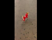 Dog in Tracksuit Looks Back as it Walks