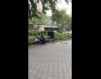 Guy sits on bench surrounded by squirrels and pigeons 