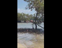 Woman in bikini with poses and flexes butt at the mangrove beach