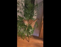 Orange cat in plant chews leaf