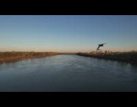 Two ducks races with the drone at the river