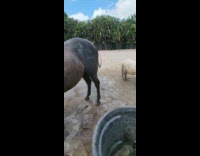 Collab Clips MPUGC - Pony gets splashed by another horse by mud 