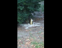 Dead persons ashes spilled around gold urn at the park