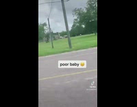 Woman rescues black dog in middle of street 