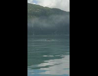 Family of otters swim and hides on the ocean water