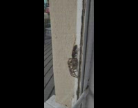Large wasp paralyzes and carries spider on the window