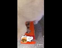 Black white cat chooses orange treat tub