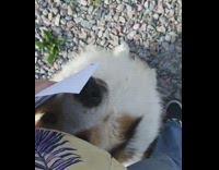 Collab DailyDoseOfInternet - Guy pets large brown white dog sitting 