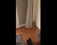 Cat climbs to object leaned on wall