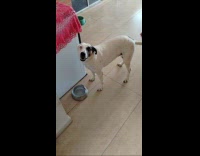 Guy talk to dog wait for food