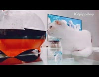 White cat watches black red popcorn maker