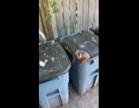 Groundhog stuck on lid of trash bin