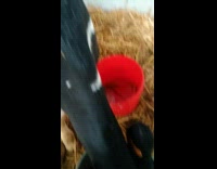 Calf jumps and hits milk bucket handle 