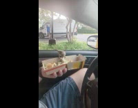 Bird enters car and eats drivers food