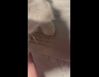 White cat stay on top of math textbook