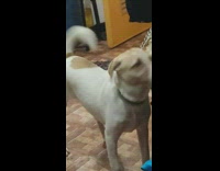 Dog on leash inside house show teeth