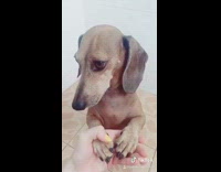 Just a kid brown dachshund dog hand